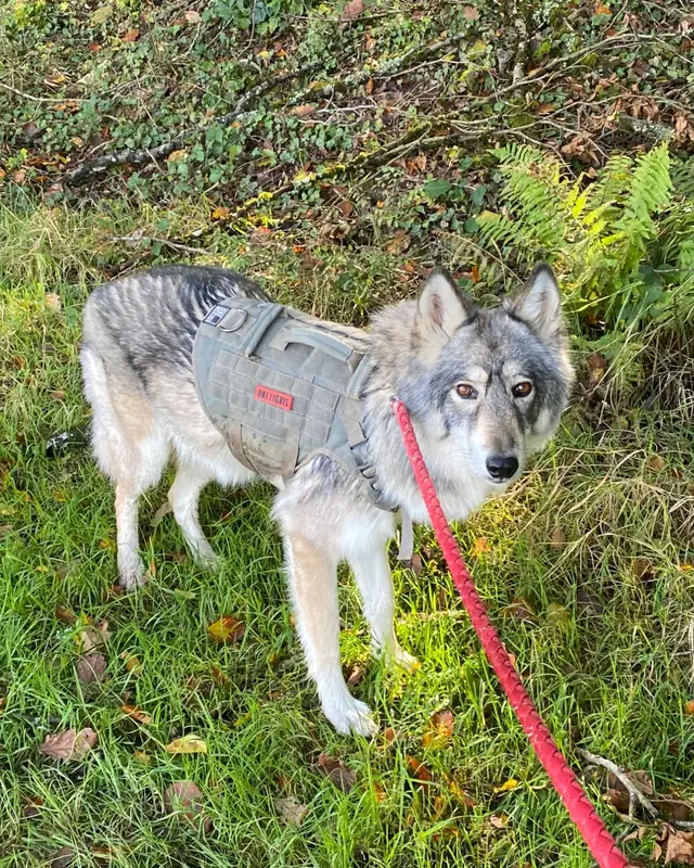 Chien gris · Izzy