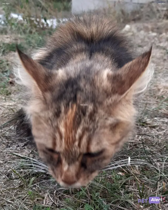 Chat tigré
