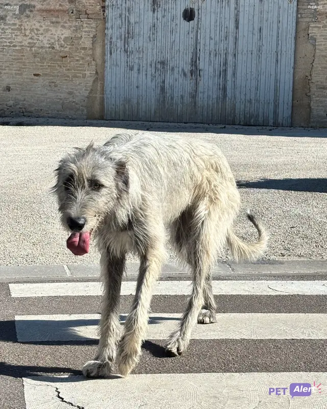 Chien blanc