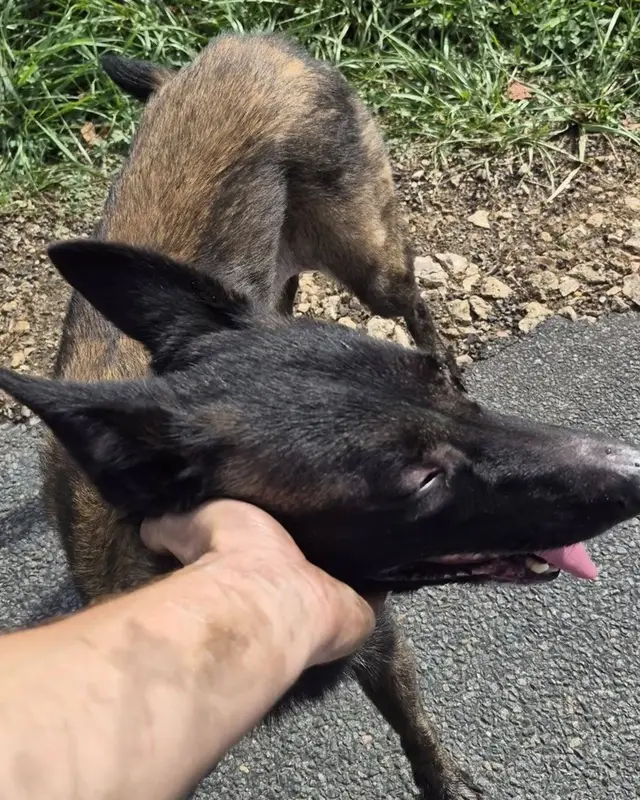 Chien malinois