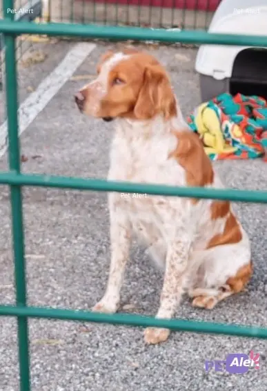 Chien épagneul breton