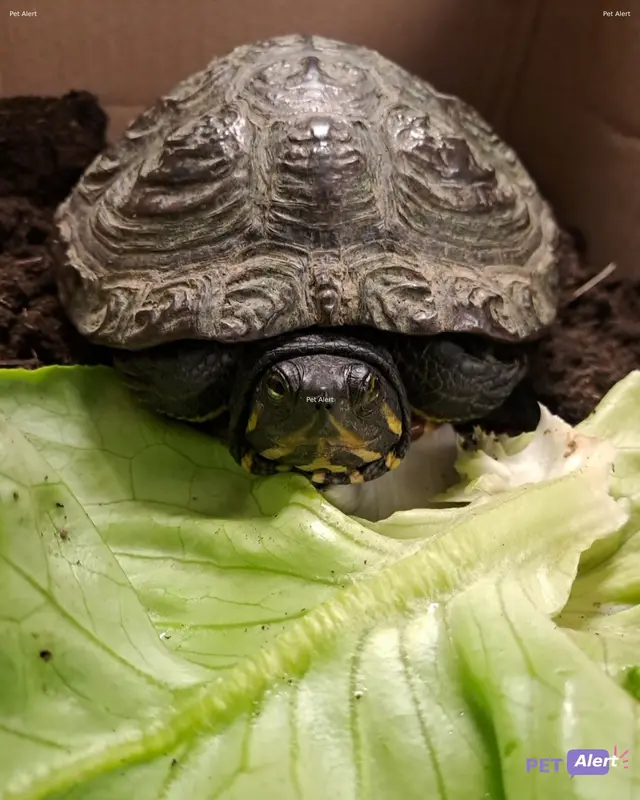 Animal tortoise
