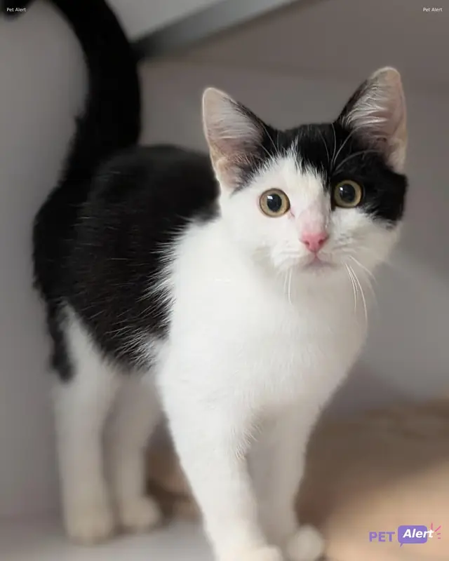 Chat européen
