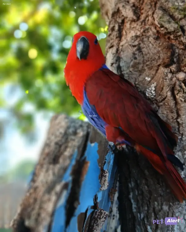 Animal parrot