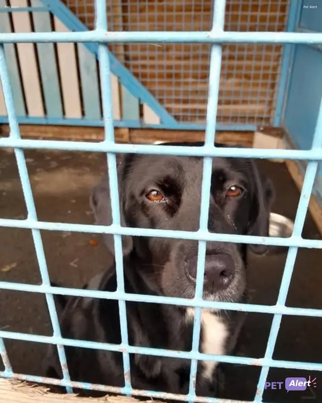 Chien labrador retriever