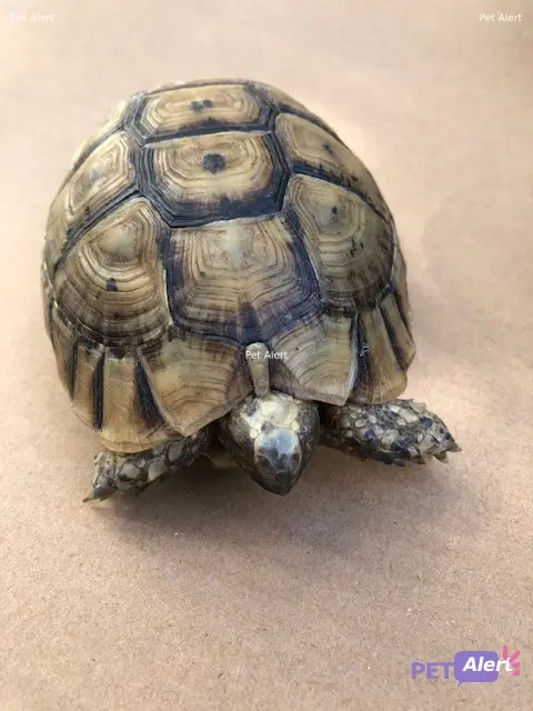 Animal turtle