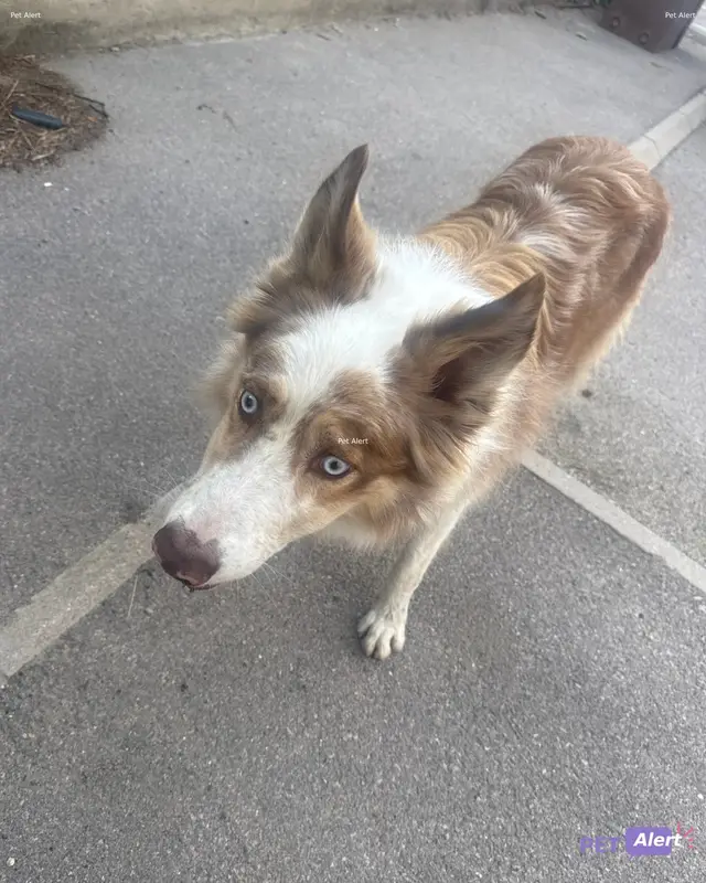 Chien blanc, marron