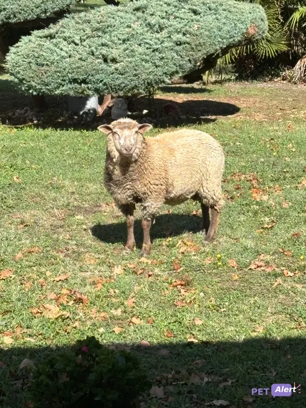 Animal sheep