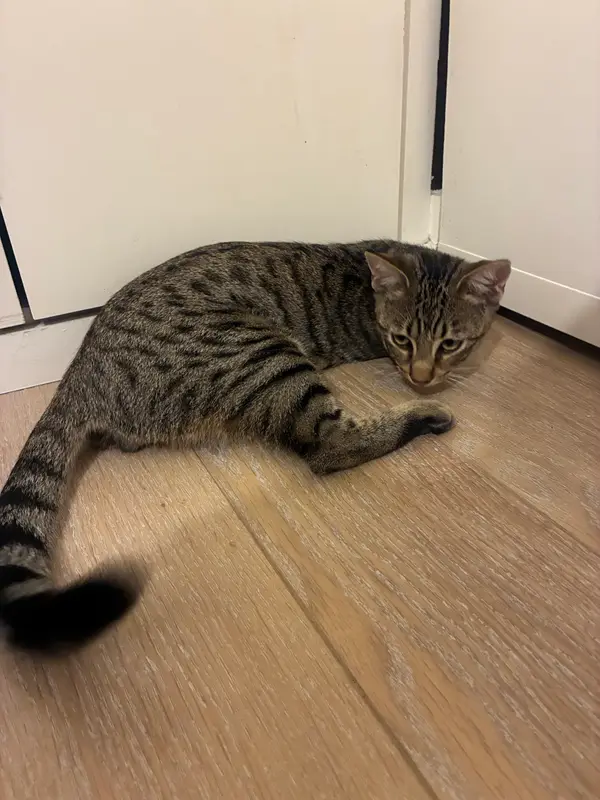 Chat marron, tigré