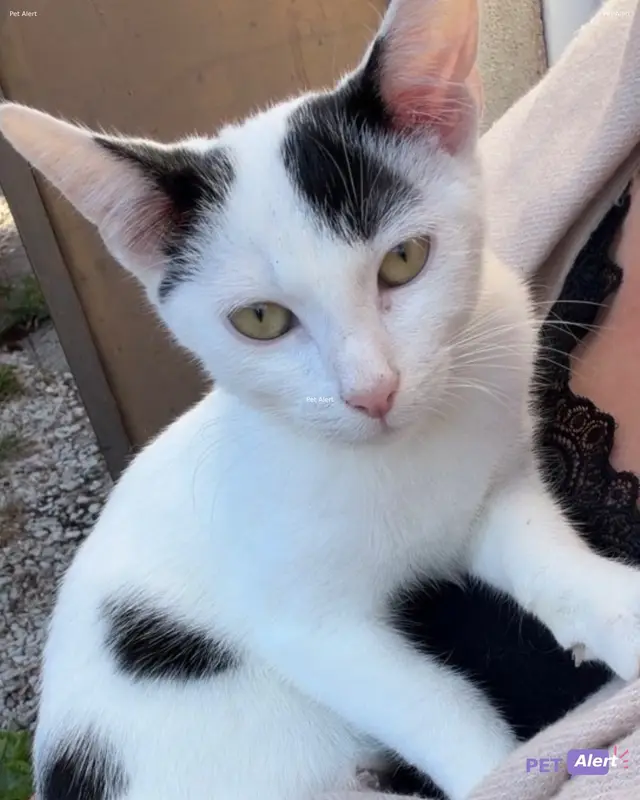 Chat noir, blanc