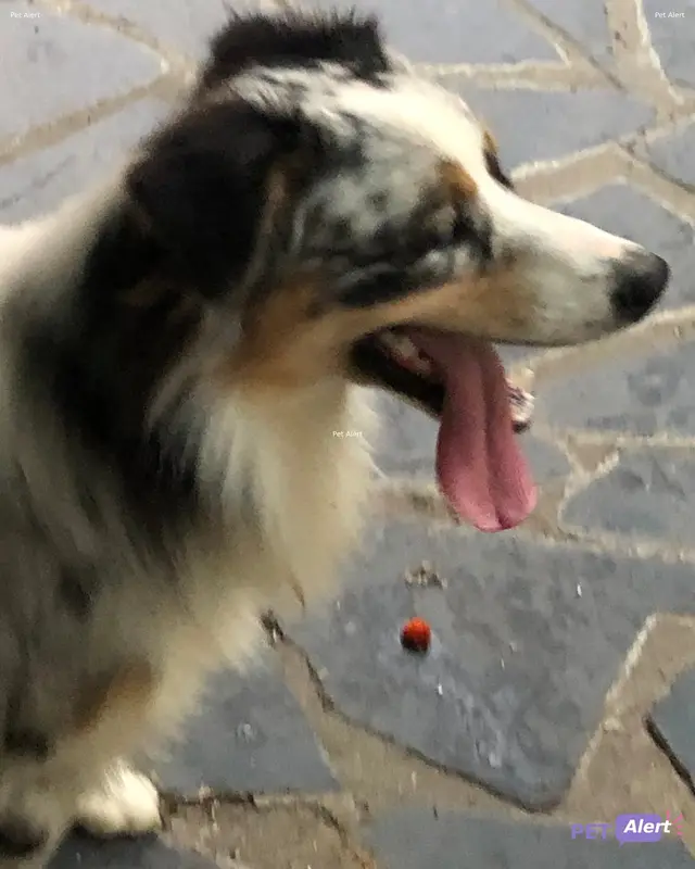 Chien border collie