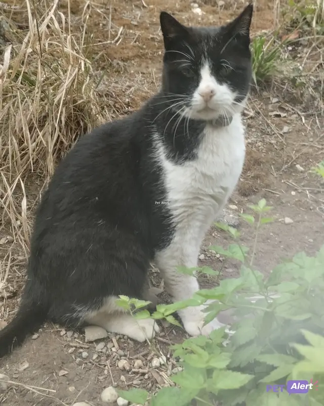 Chat européen