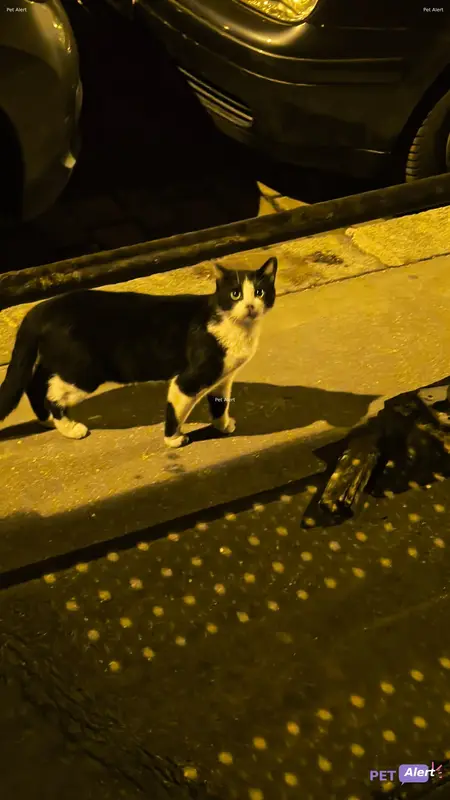 Chat européen