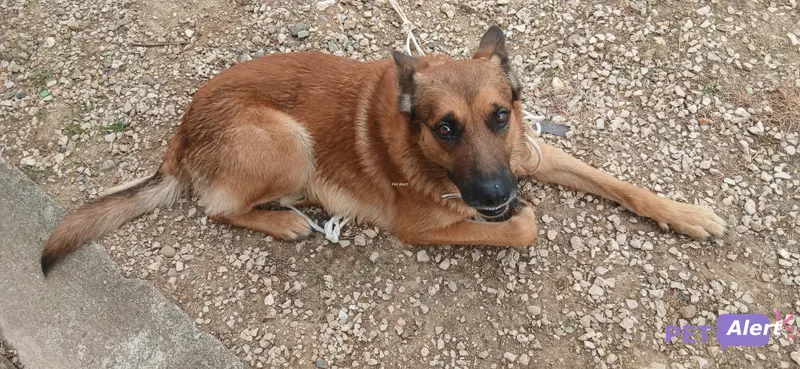 Chien malinois