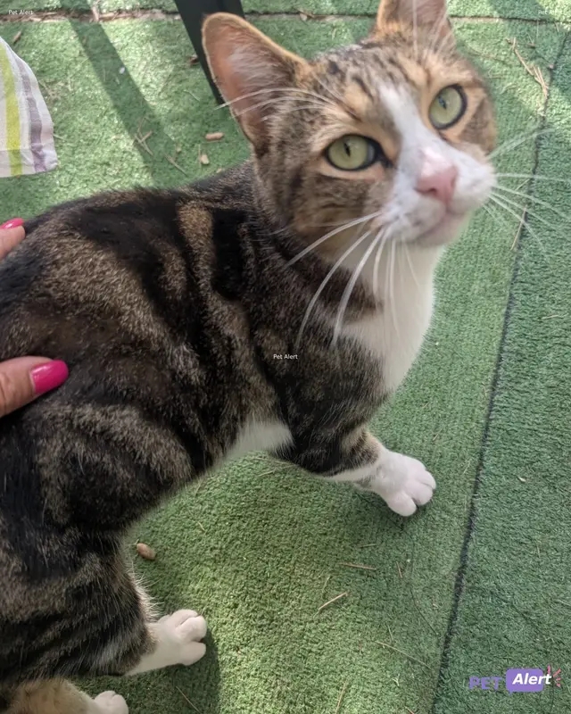 Chat européen
