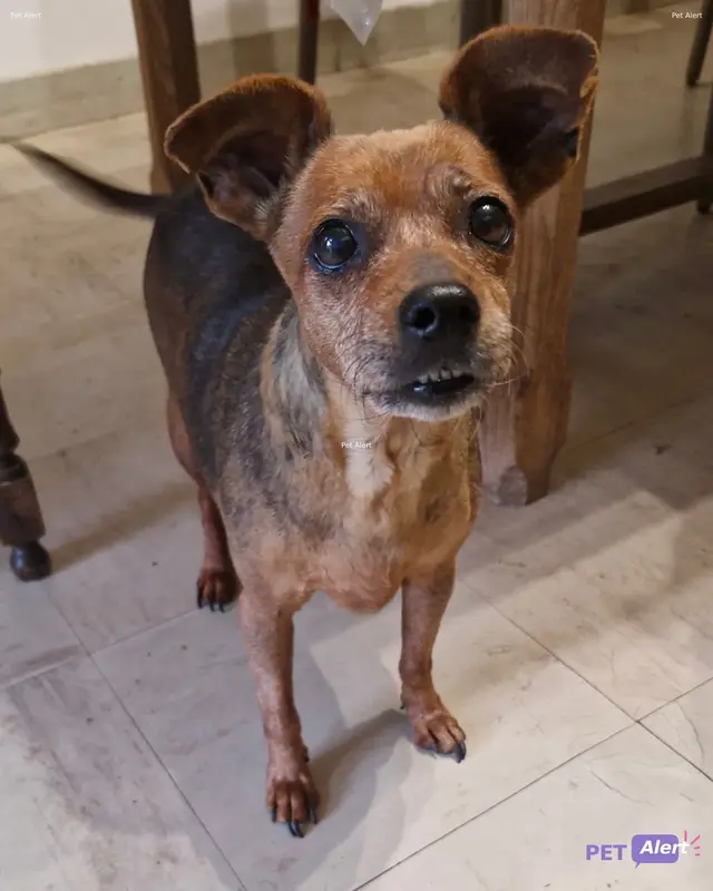 Chien pinscher nain