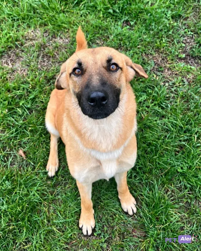 Chien malinois