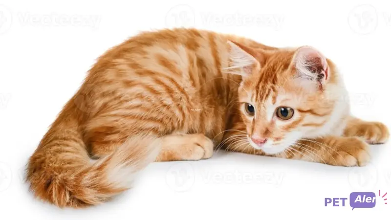 Chat européen