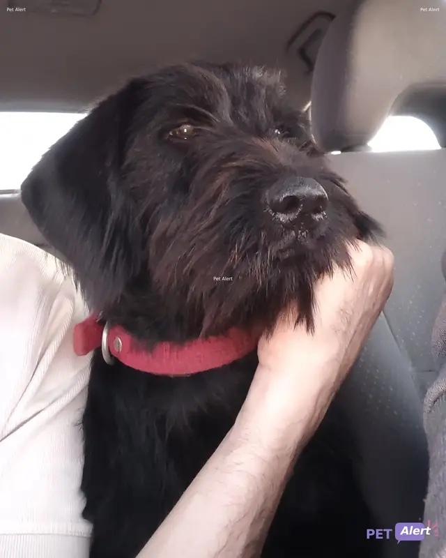 Chien noir
