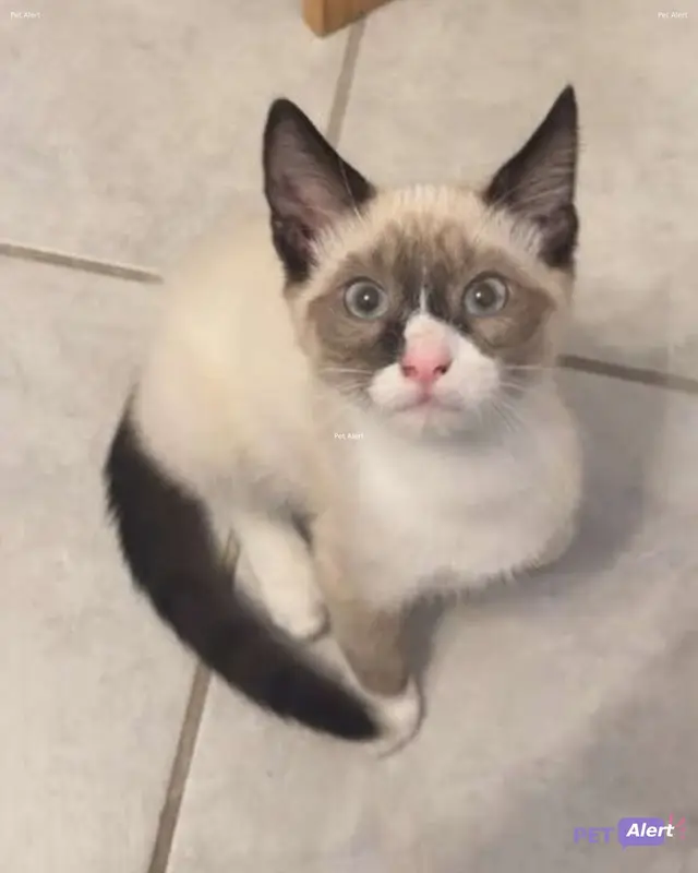 Chat