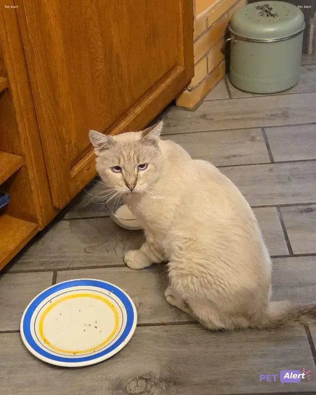Chat beige