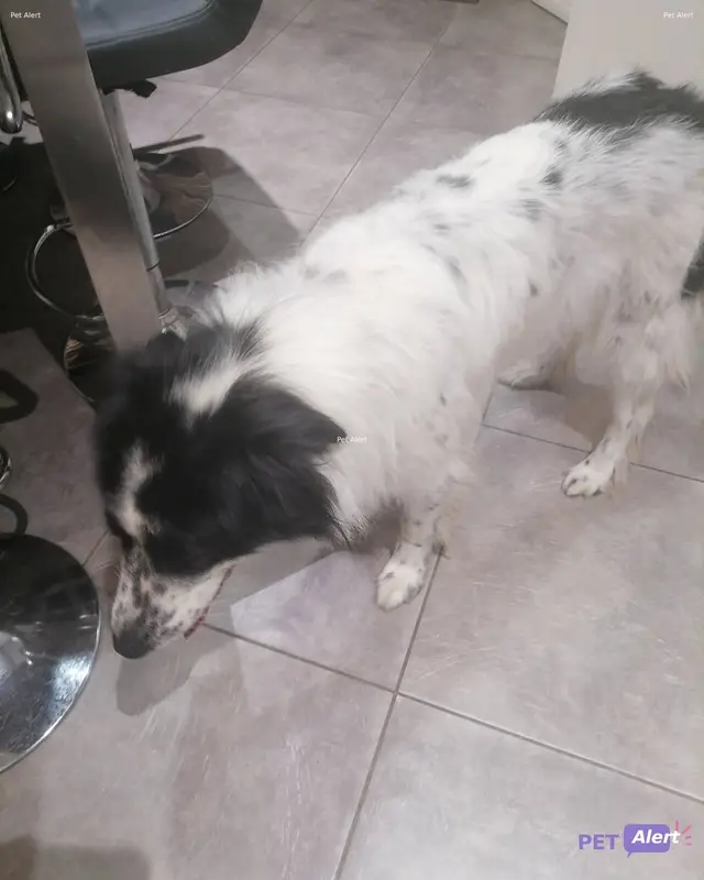 Chien border collie