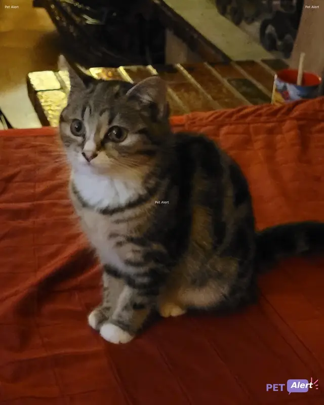 Chat gris, marron · Alya