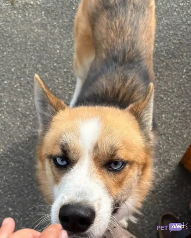 Chien husky sibérien