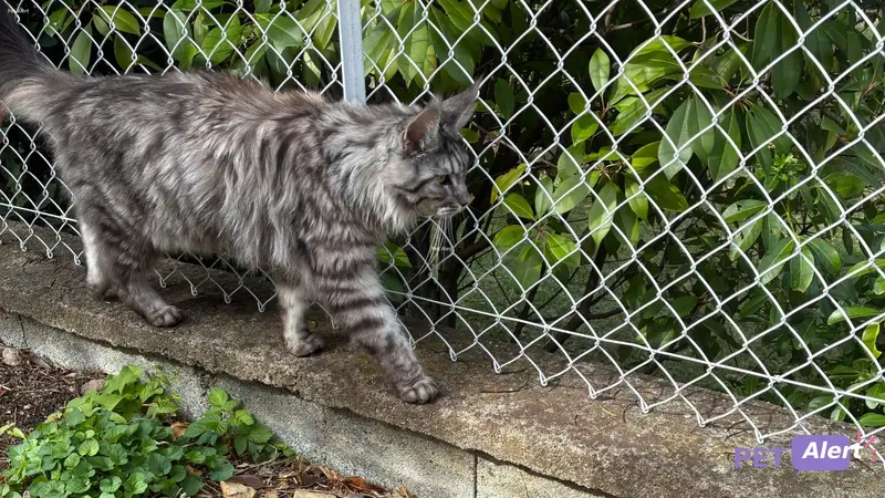 Chat tigré