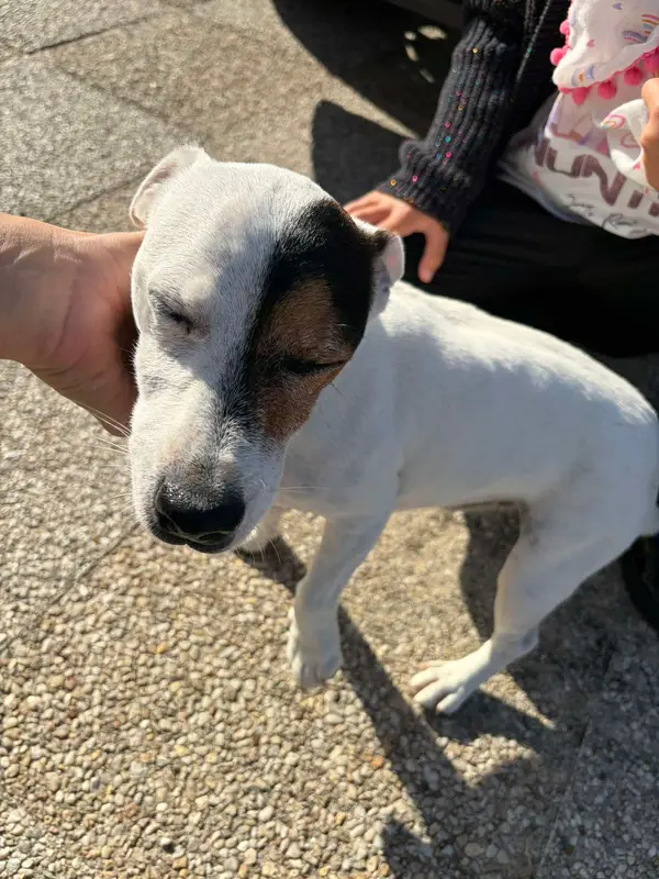 Chien jack russell