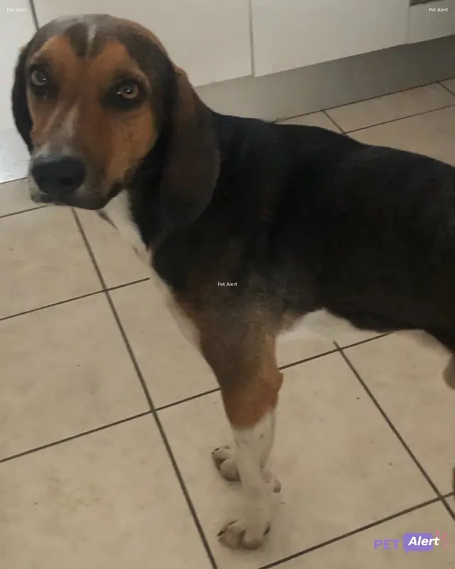 Chien beagle