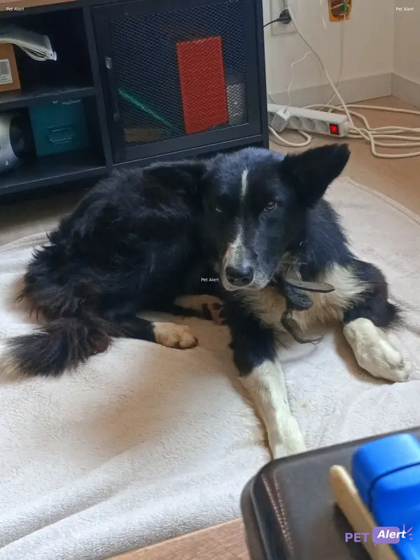 Chien border collie