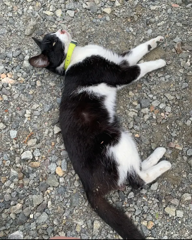 Chat noir, blanc