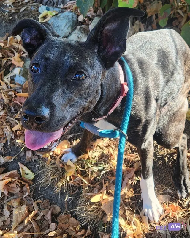 Chien brindle, blanc