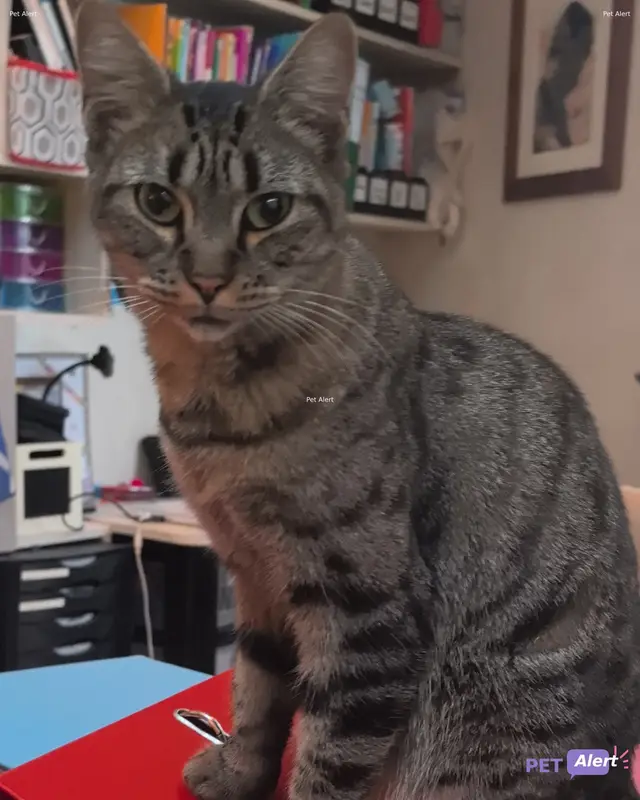 Chat européen