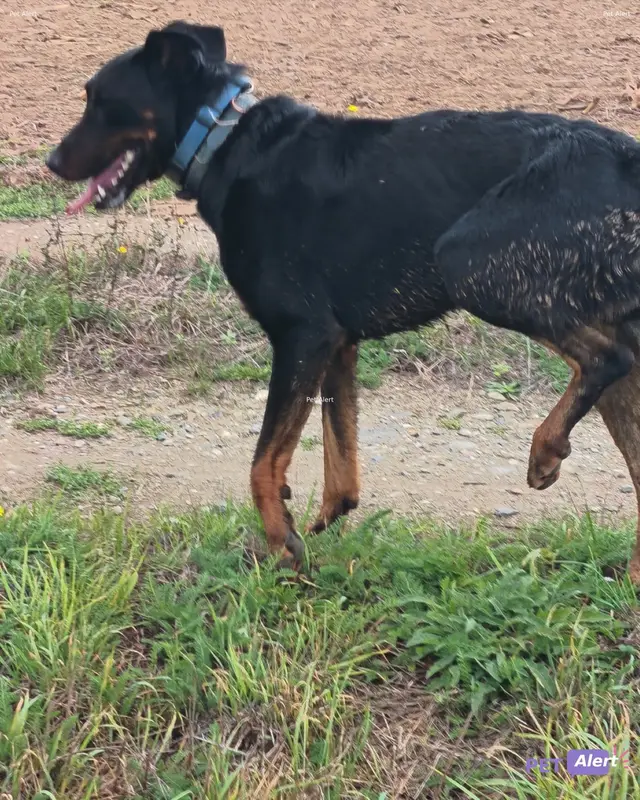 Chien beauceron