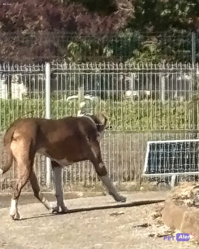 Chien boxer