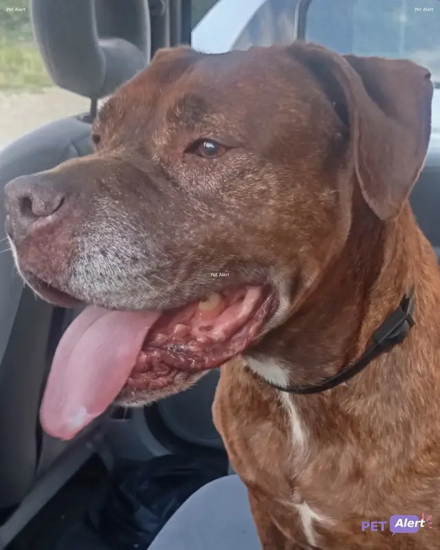 Chien marron