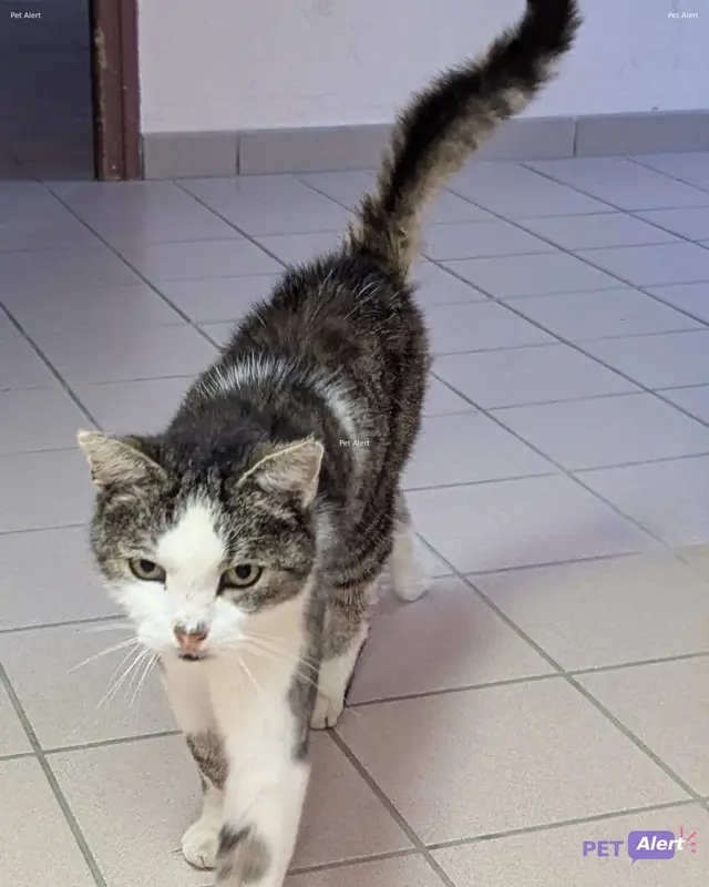 Chat