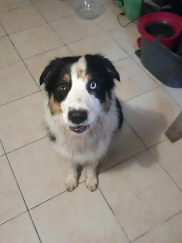 Chien berger australien