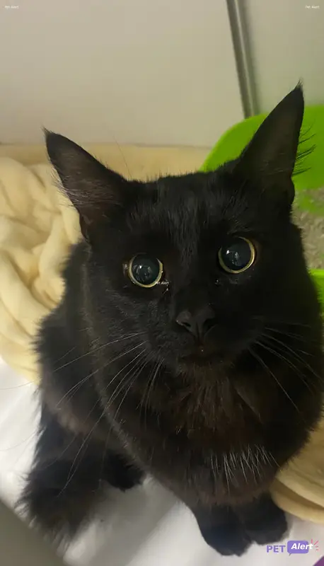 Chat noir