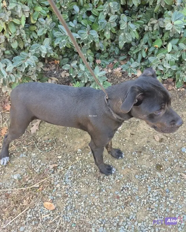 Chien noir, brindle