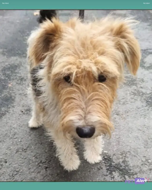 Chien fox-terrier