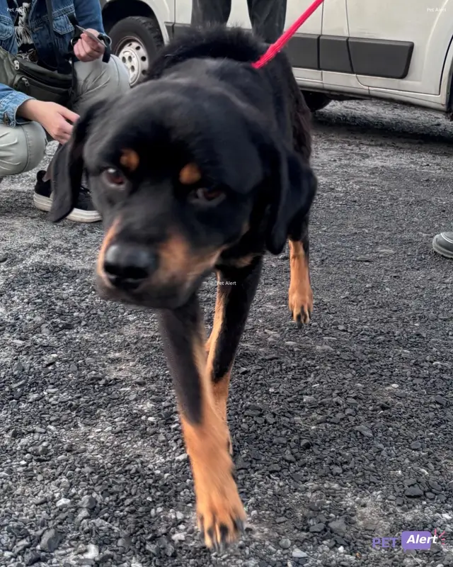 Chien rottweiler