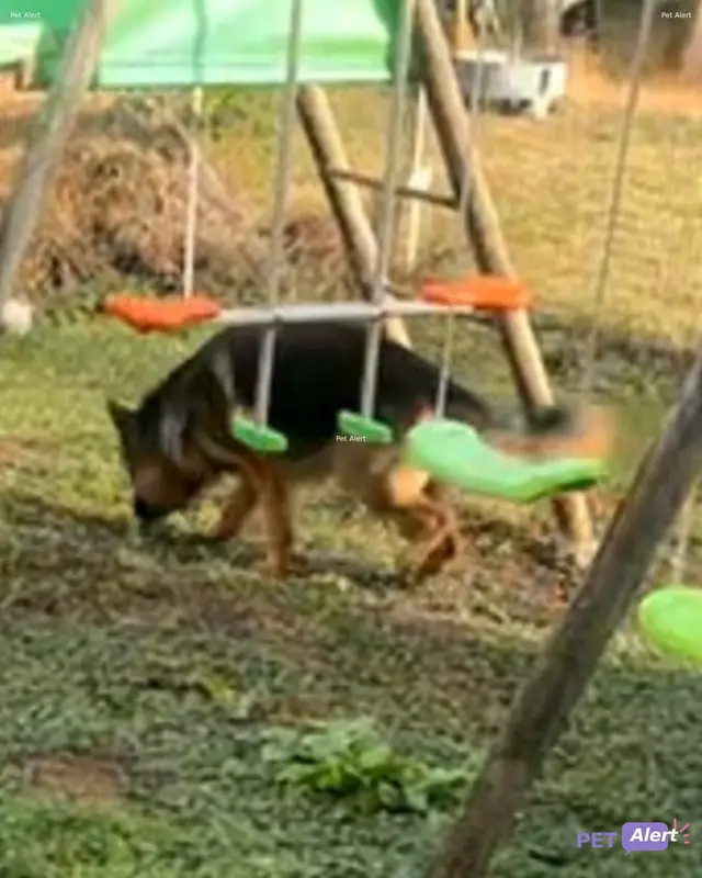 Chien berger allemand