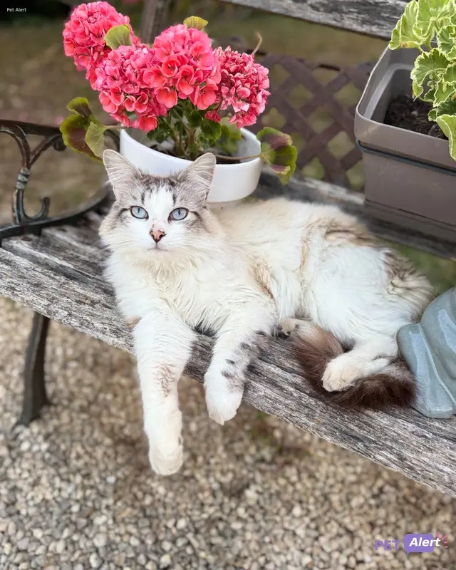 Chat blanc · Tosca