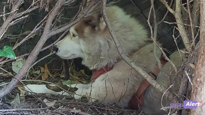 Chien husky sibérien