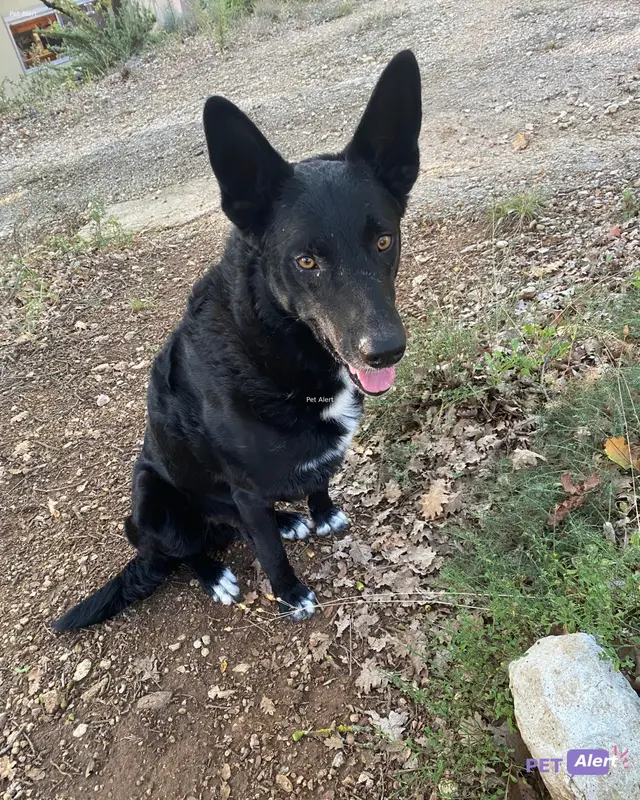 Chien noir