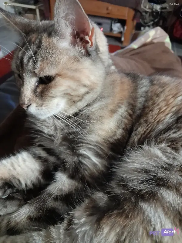 Chat européen · Mimi