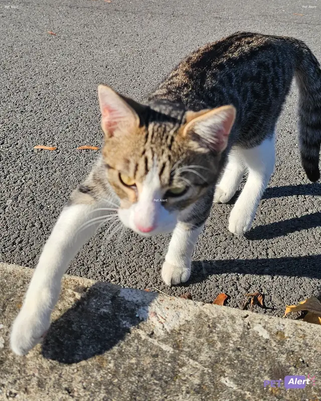 Chat tigré, blanc